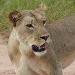 Wildlife: Im Reich der Löwen. Chobe NP, Botswana. 2018