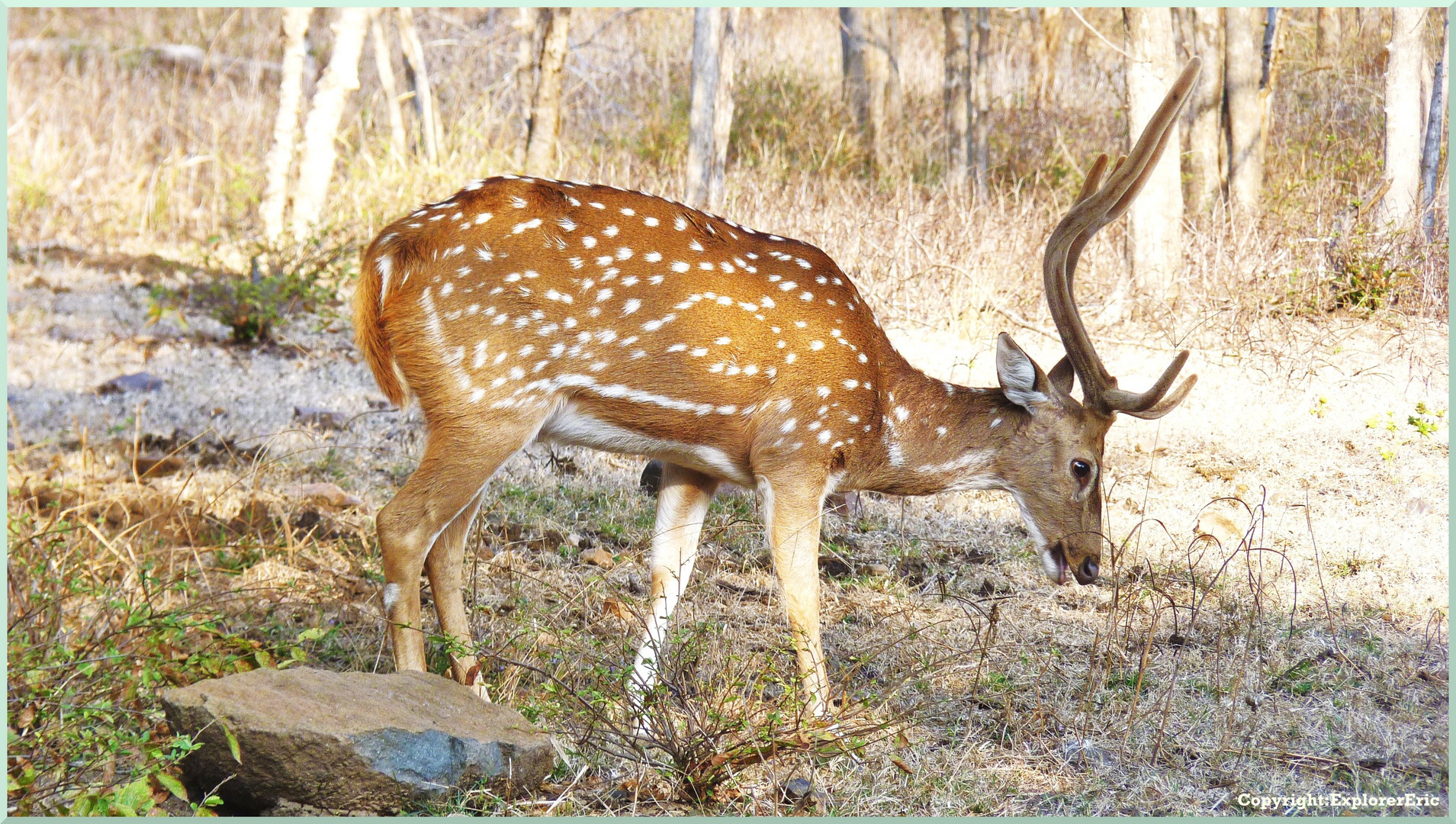 Wildlife im Rhathambore Nationalpark