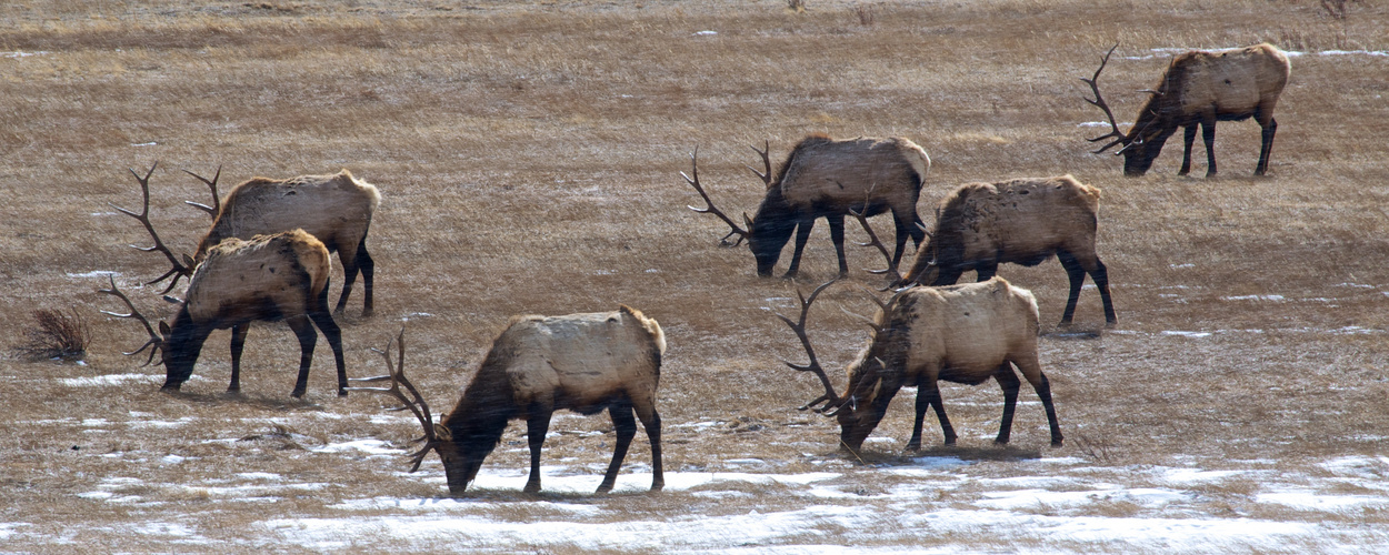 Wildlife im Rocky Mountain National Park