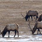 Wildlife im Rocky Mountain National Park