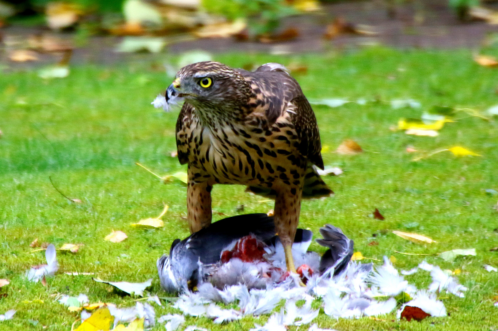 Wildlife im Ruhrgebiet 