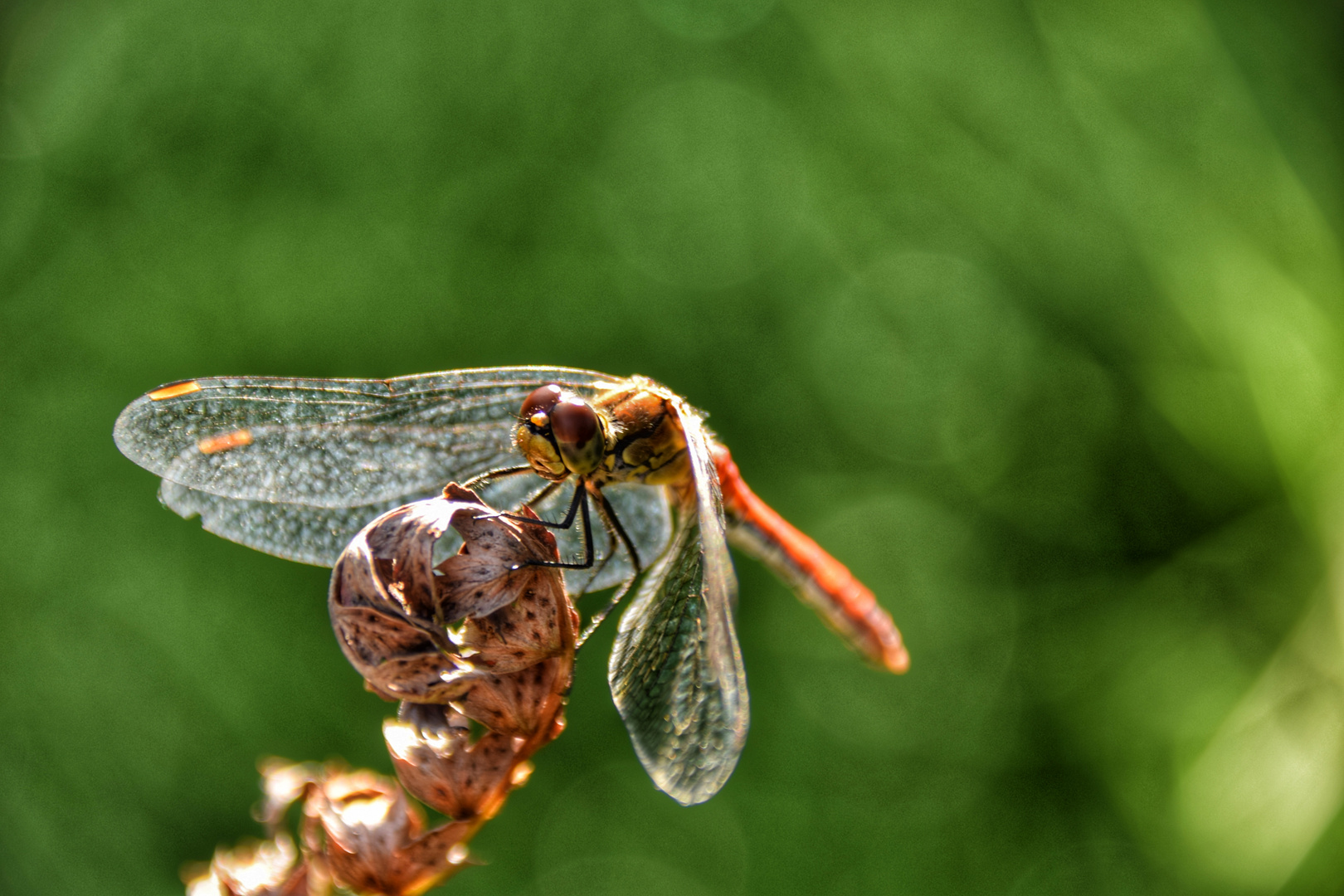 Wildlife im Ruhrgebiet