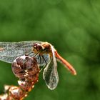 Wildlife im Ruhrgebiet