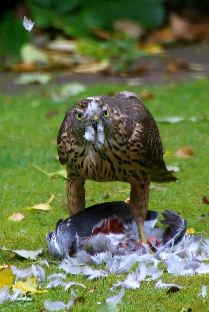 Wildlife im Ruhrgebiet II