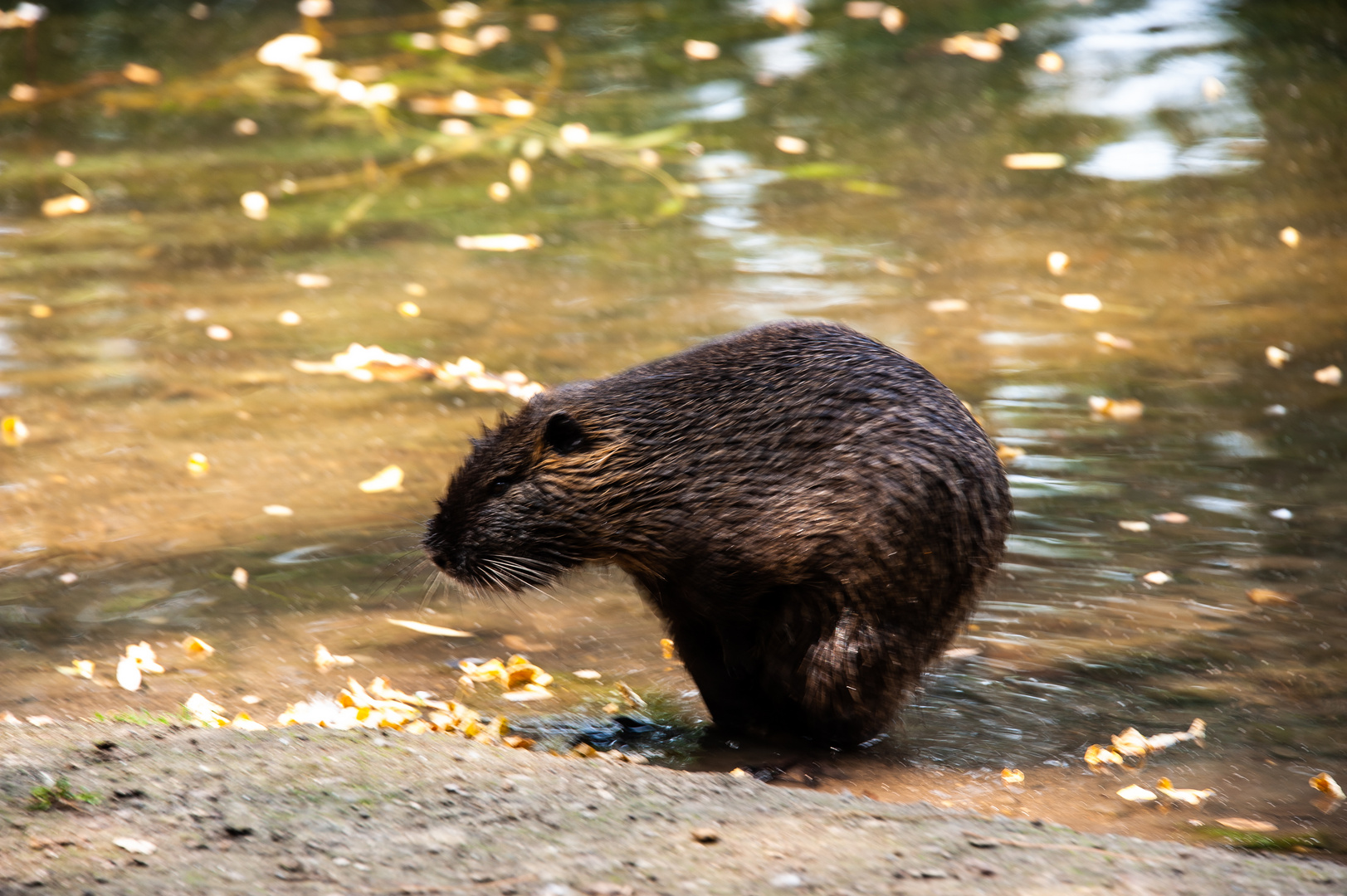 Wildlife im Schlosspark