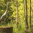 Wildlife im Spreewald