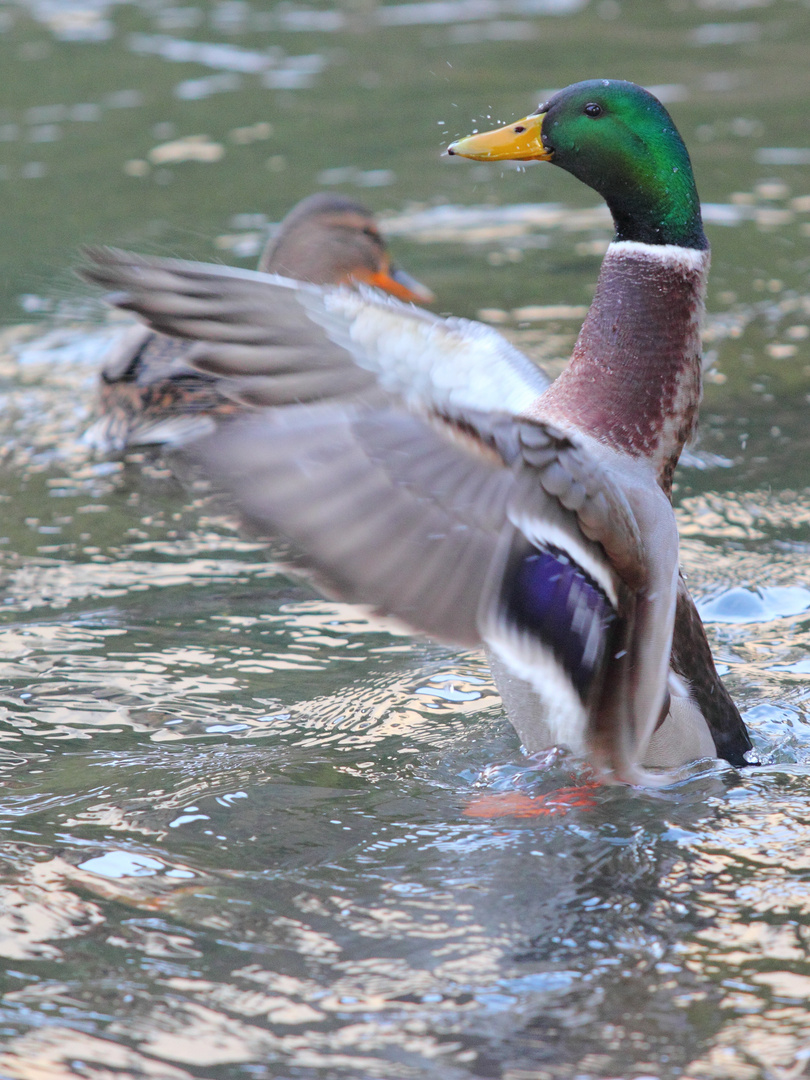 Wildlife im Stadtpark