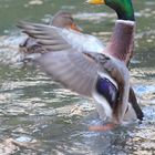 Wildlife im Stadtpark