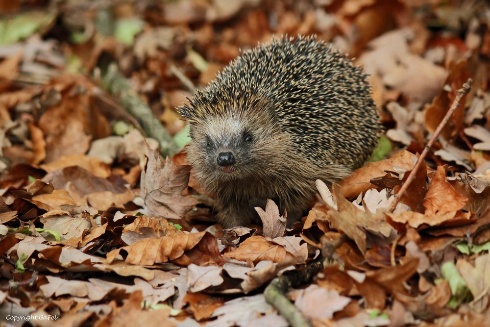 Wildlife im Tierpark