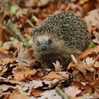 Wildlife im Tierpark