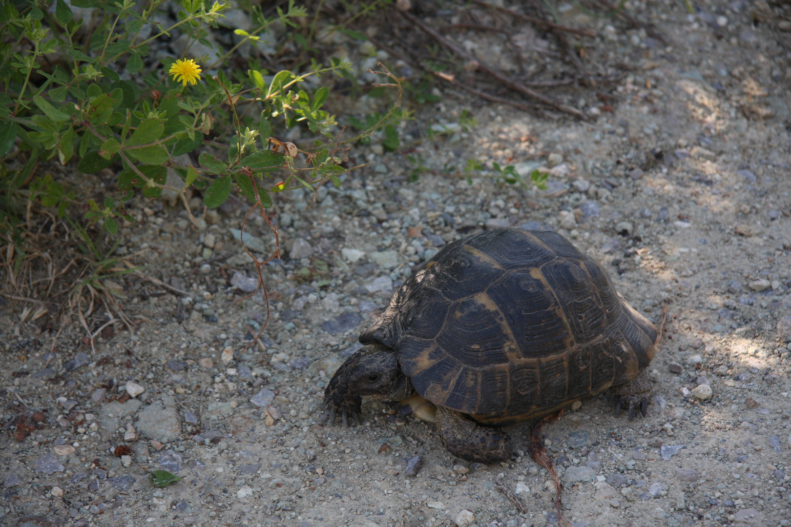 Wildlife im Wald....