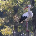 Wildlife im Wildpark