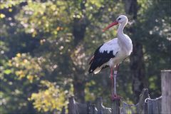 Wildlife im Wildpark