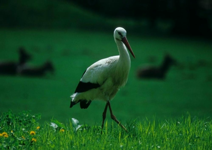 Wildlife im Wildpark