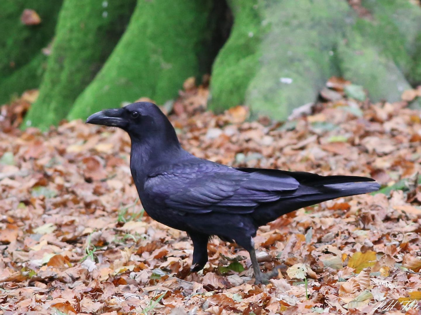 Wildlife im Wildpark...