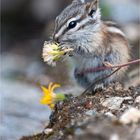 Wildlife im Yukon