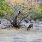 Wildlife im Zion Nationalpark