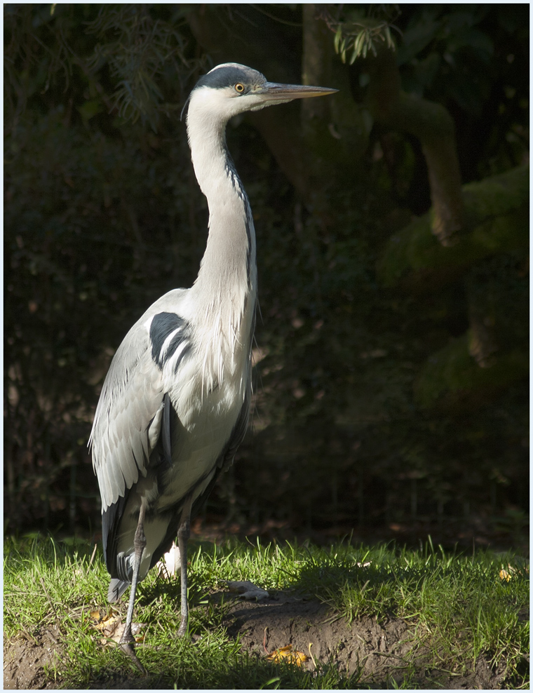 Wildlife im Zoo 2