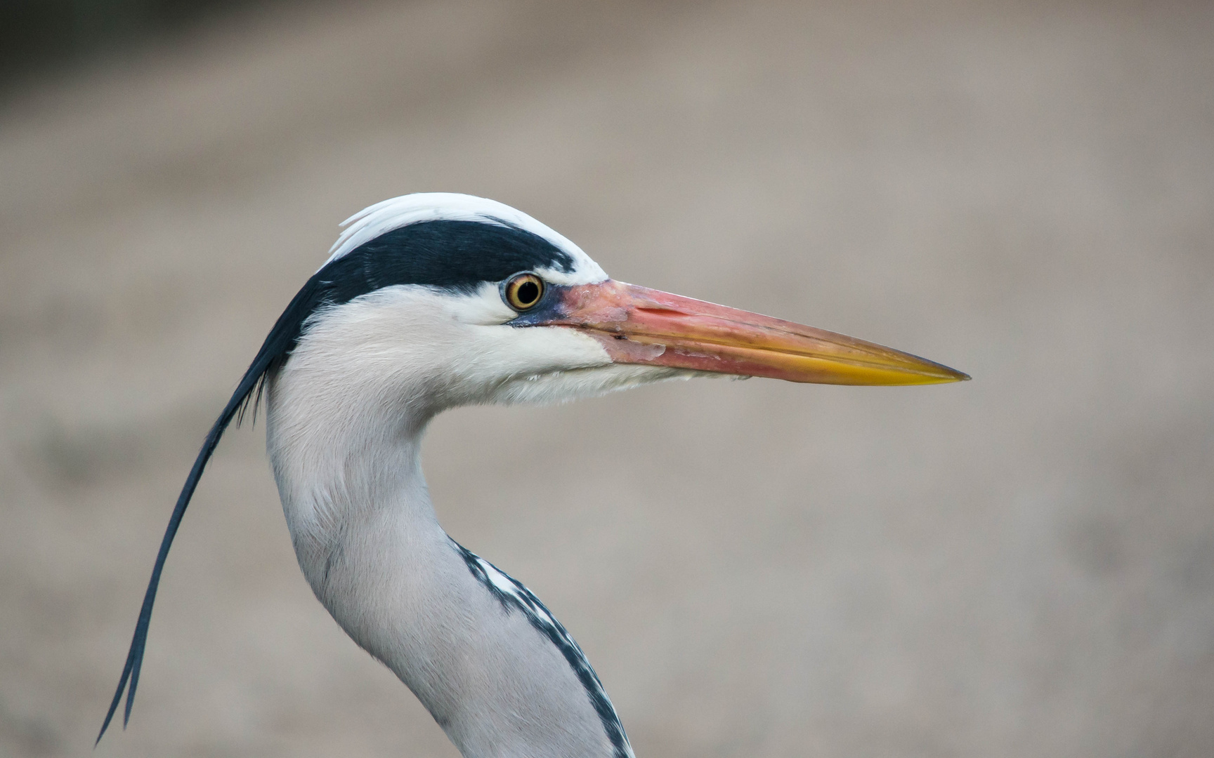 Wildlife im Zoo