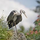 Wildlife im ZOO