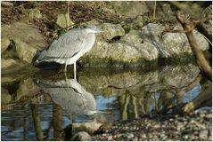 Wildlife im Zoo