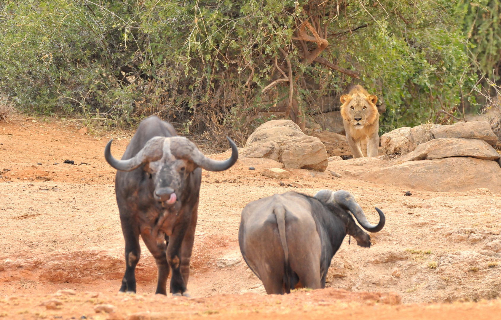 wildlife in africa