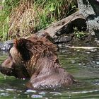 Wildlife in Alaska