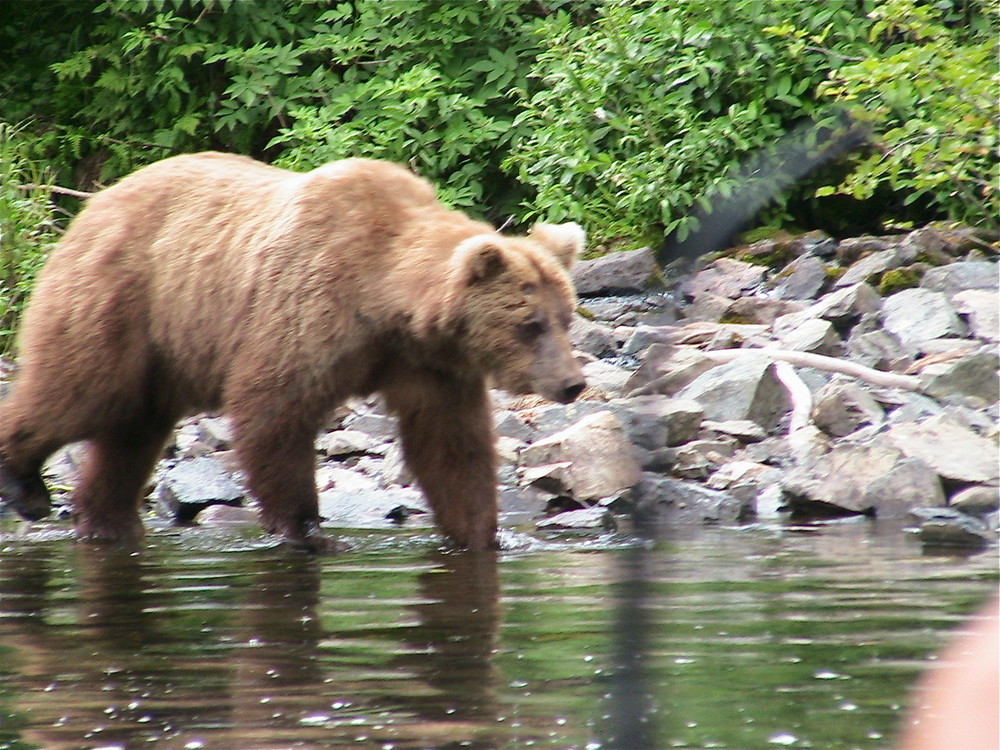 Wildlife in Alaska II