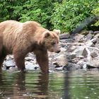 Wildlife in Alaska II