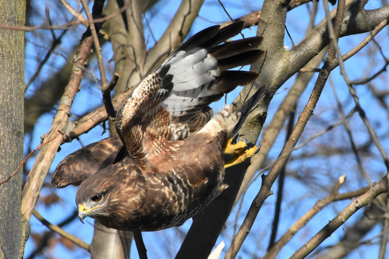 Wildlife in Berlin