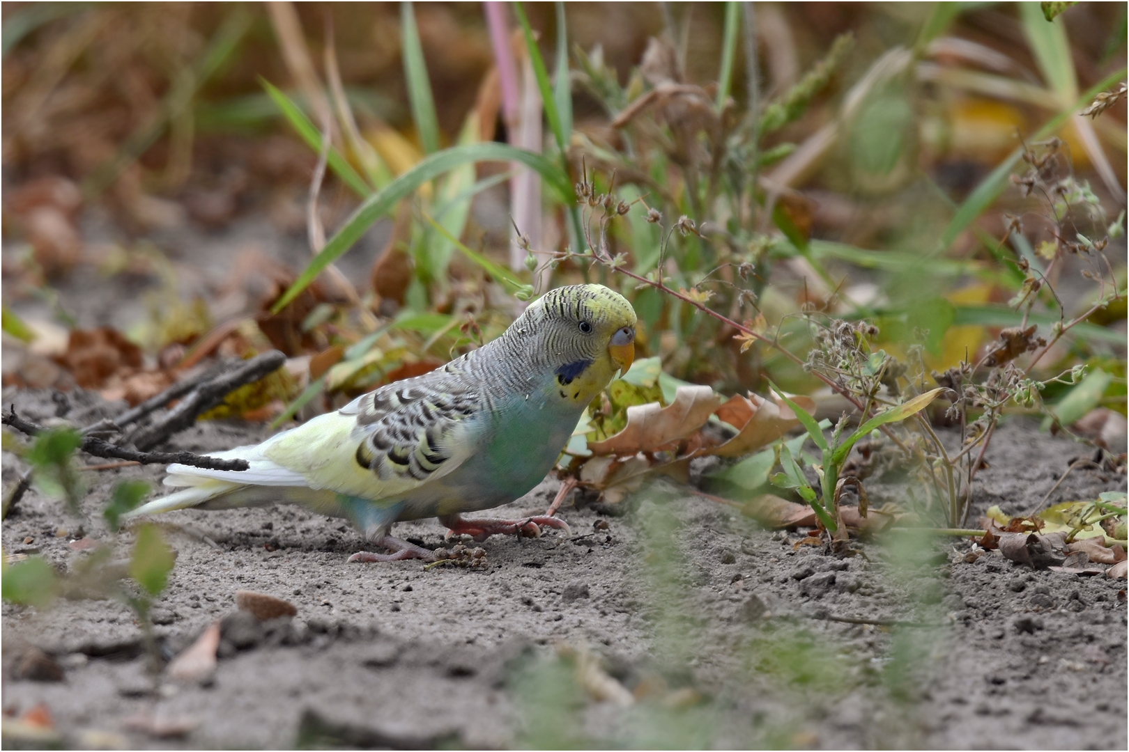 Wildlife in Brandenburg