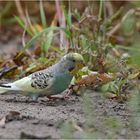 Wildlife in Brandenburg