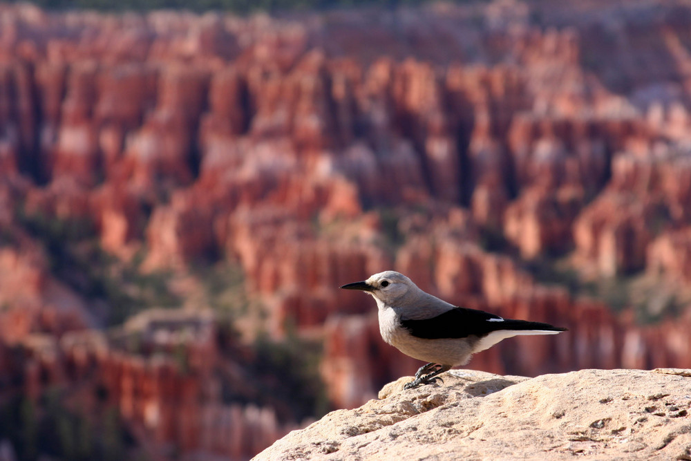 Wildlife in Bryce Canyon National Park