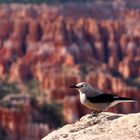 Wildlife in Bryce Canyon National Park