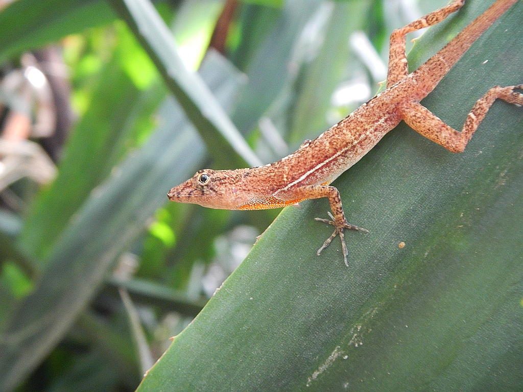 Wildlife in Costa Rica