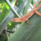 Wildlife in Costa Rica