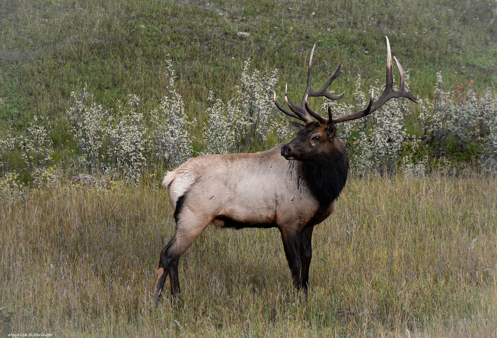 Wildlife in den Rockies......