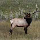 Wildlife in den Rockies......