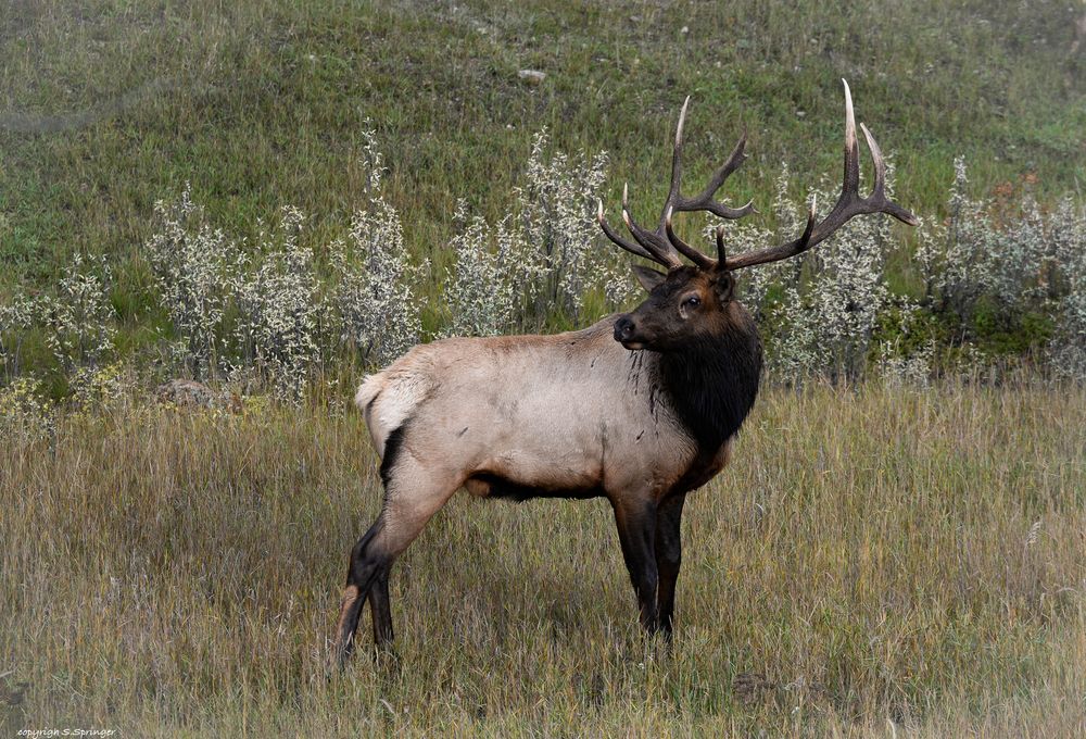 Wildlife in den Rockies......