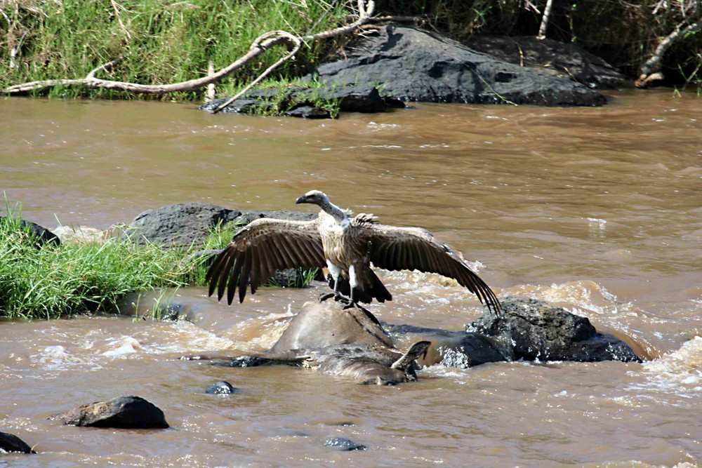 Wildlife in der Massai Mara-6