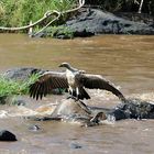 Wildlife in der Massai Mara-6