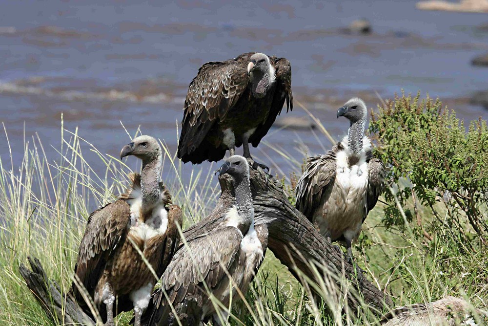 Wildlife in der Massai Mara-7