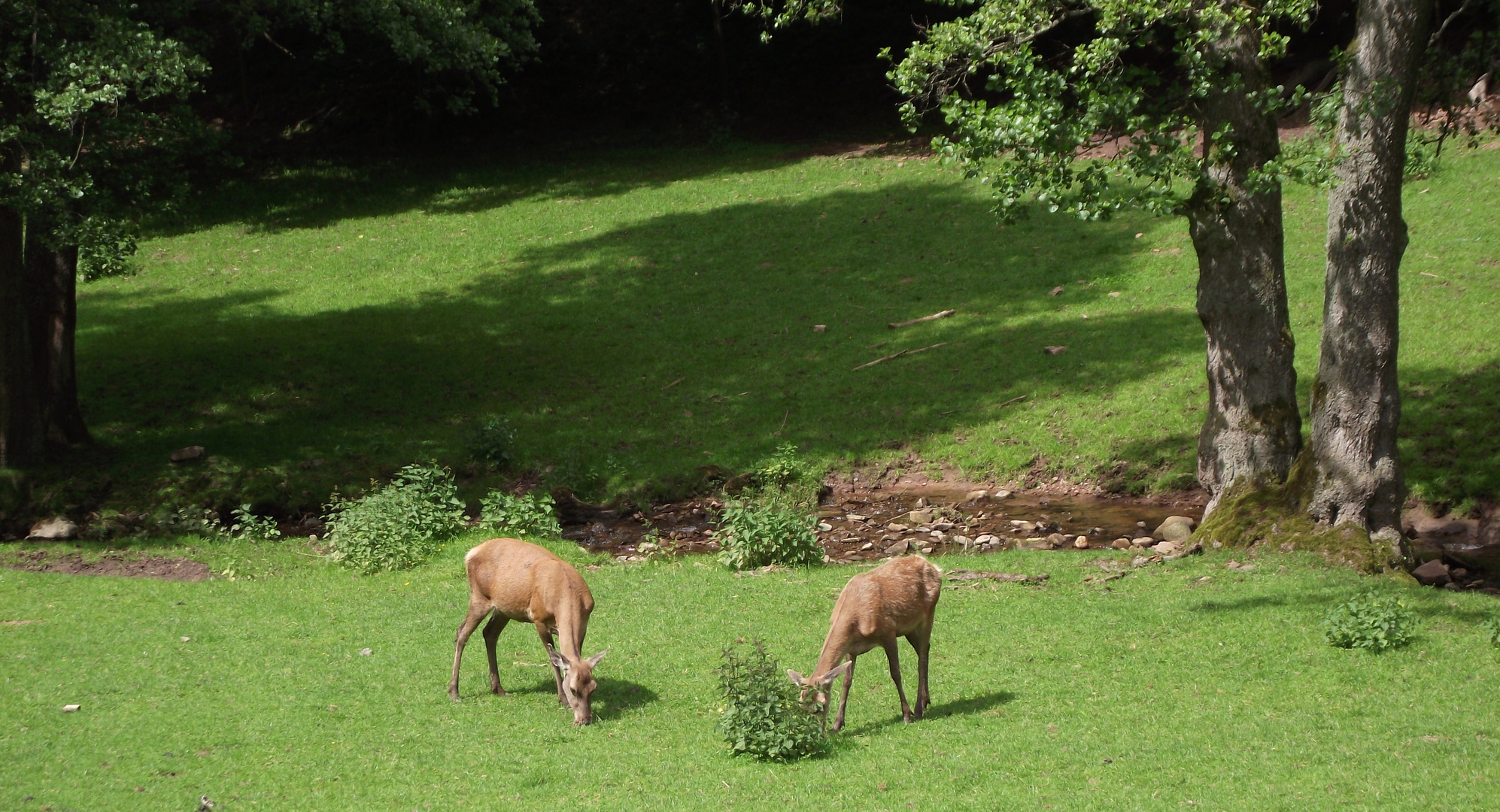 Wildlife in der Rhön