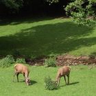 Wildlife in der Rhön