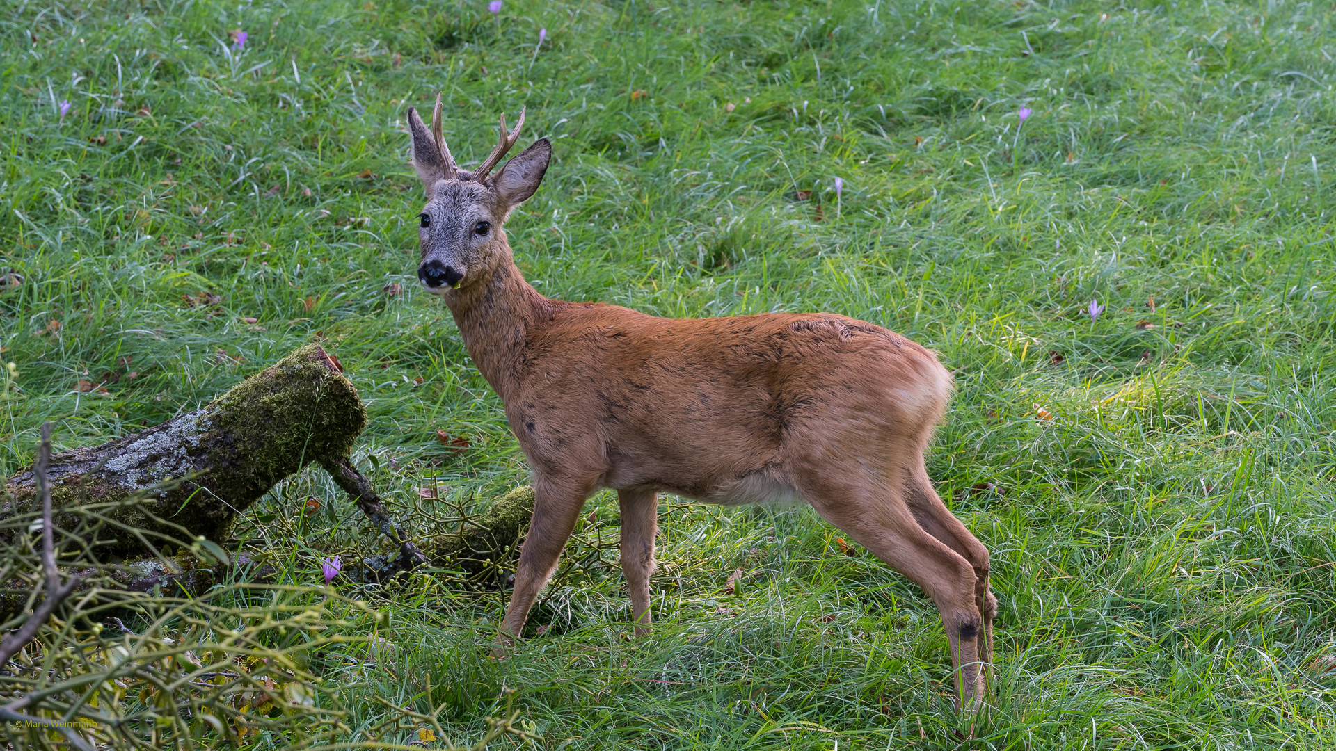 Wildlife in der Stadt