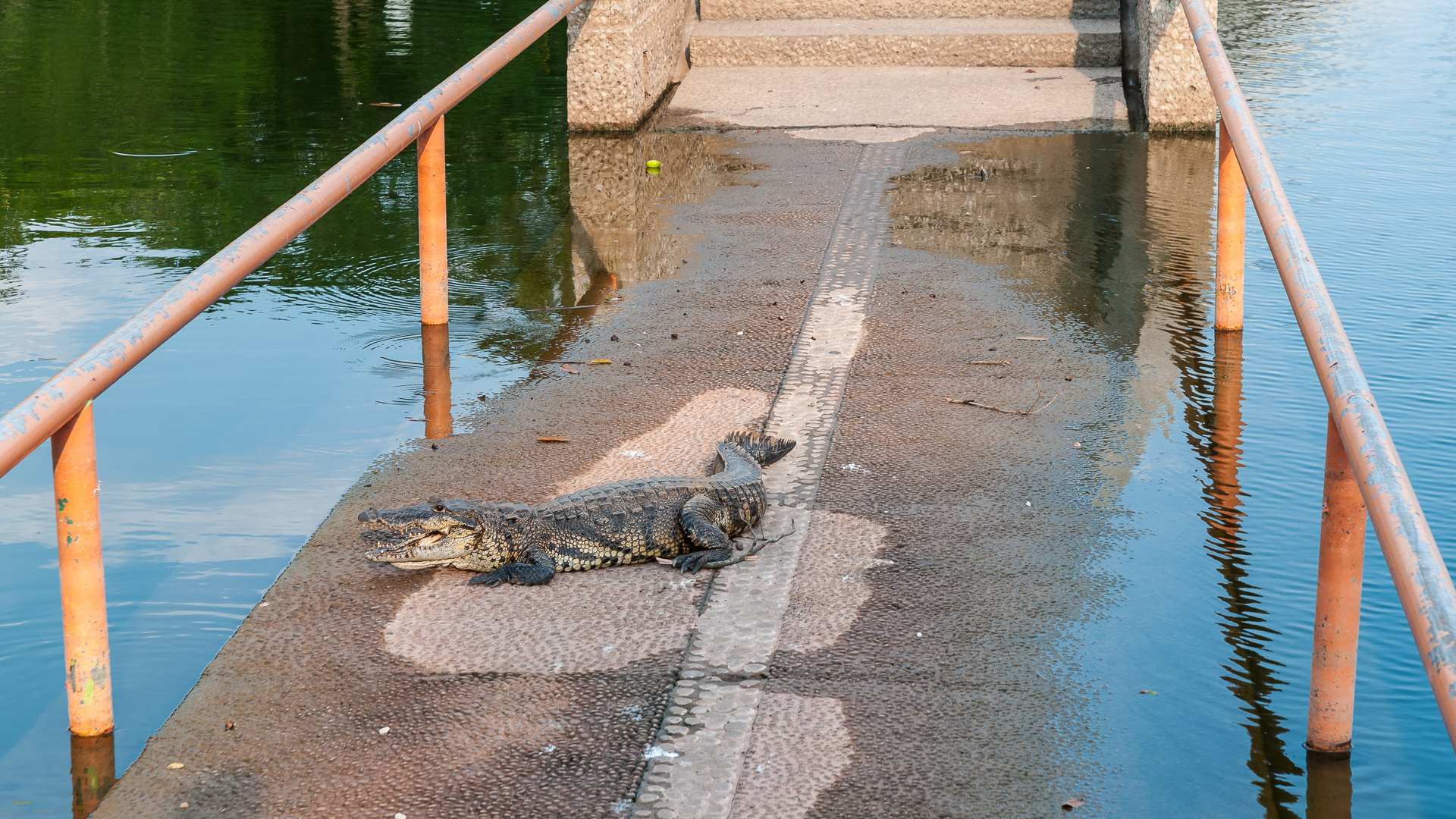 Wildlife in der Stadt