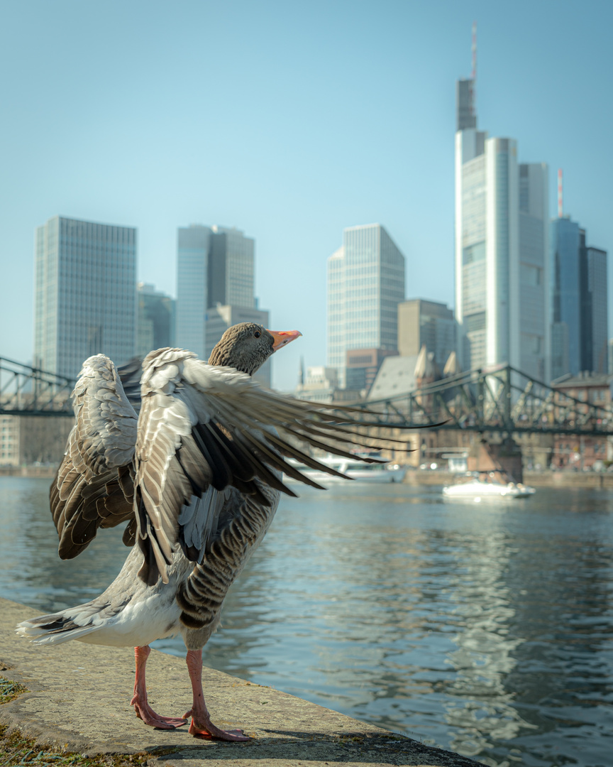 Wildlife in der Stadt (Frankfurt am Main)