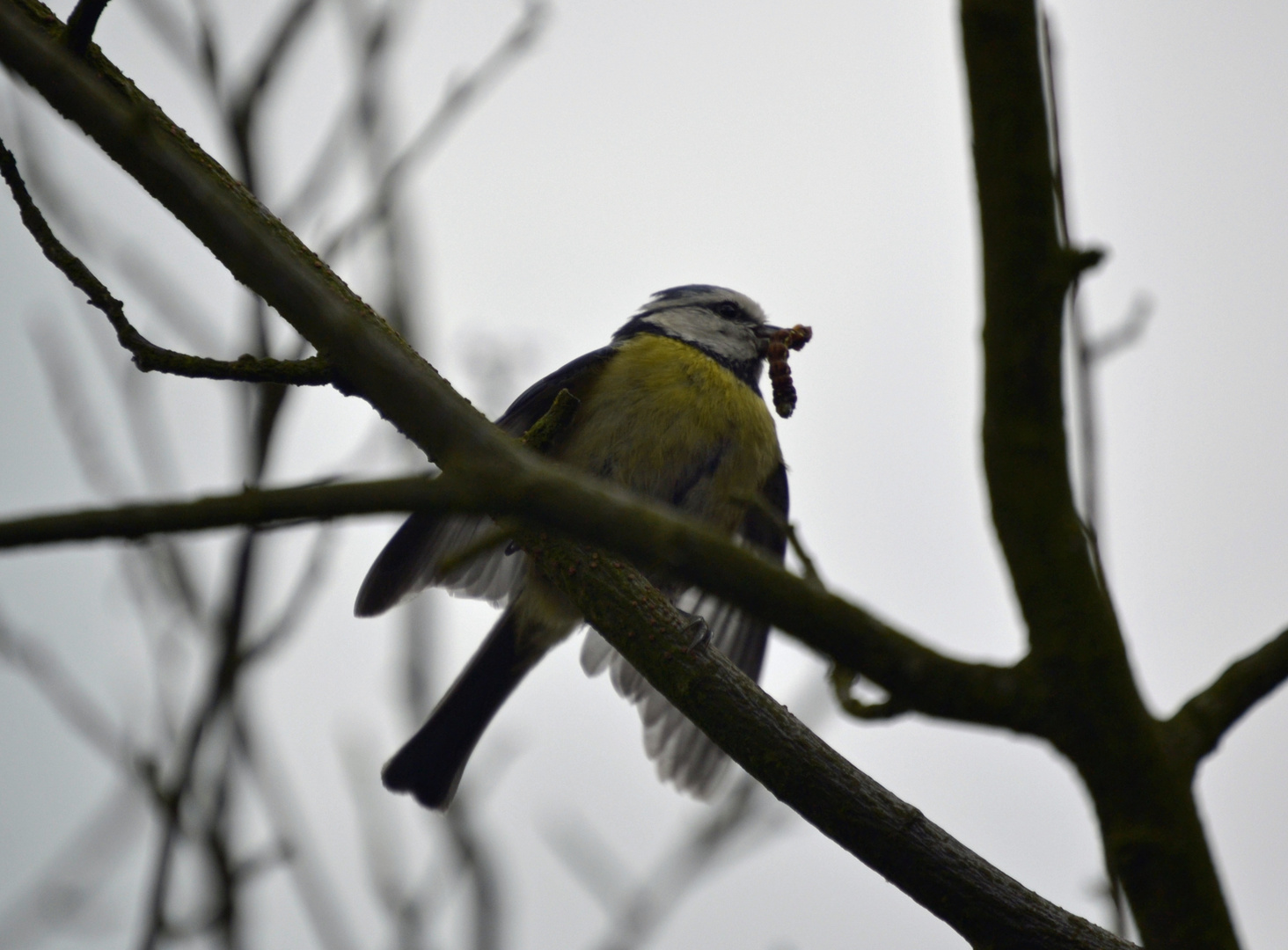 Wildlife in der Vogelburg Hochtaunus