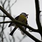 Wildlife in der Vogelburg Hochtaunus