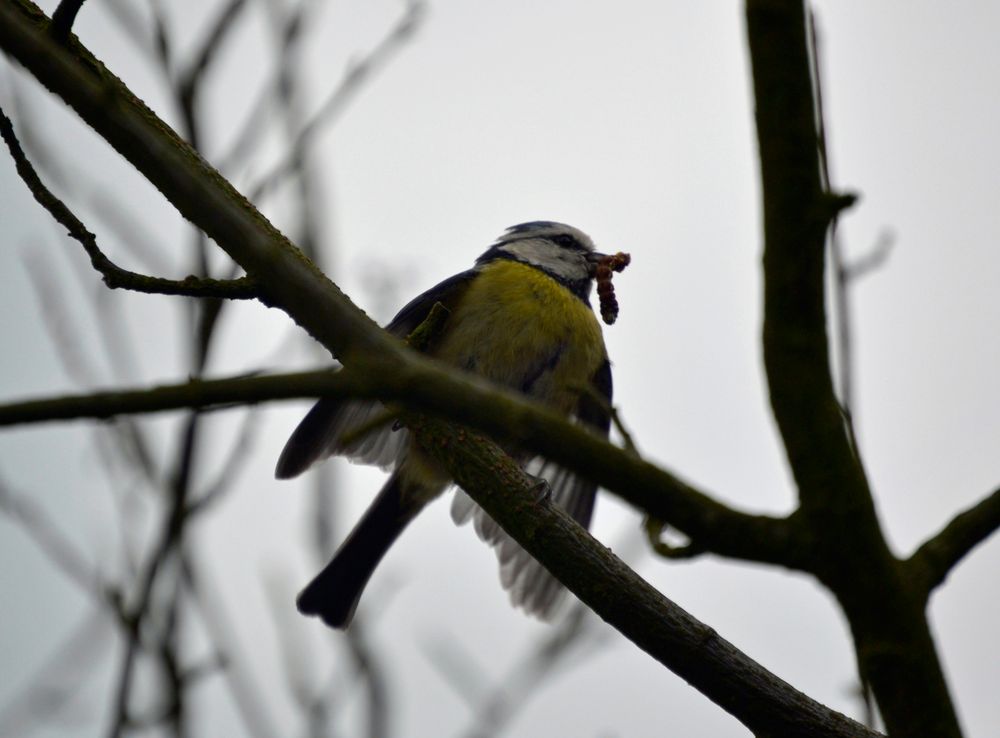 Wildlife in der Vogelburg Hochtaunus